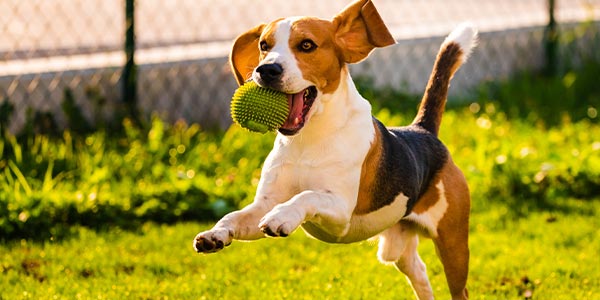 ボールをくわえて走る犬